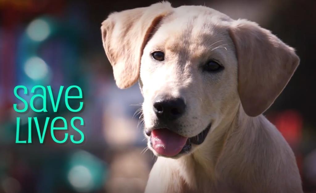 2 Blanket Project - Nate's Honor Animal Rescue