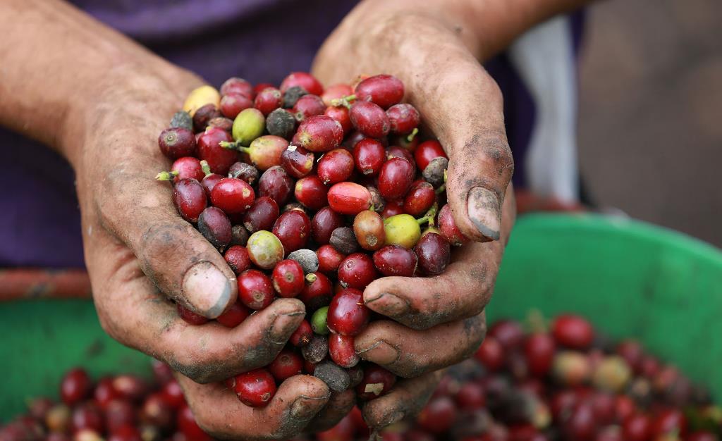 Coffee: Specialty/Direct Trade