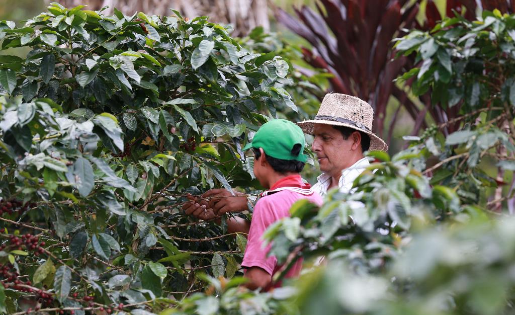 Coffee: Specialty/Direct Trade